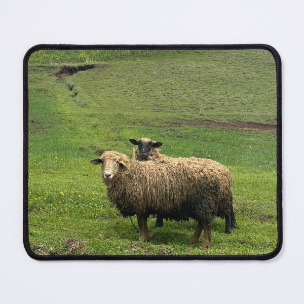 Item preview, Sheep Friends Cusco Peru designed and sold by MalloryNolte.
