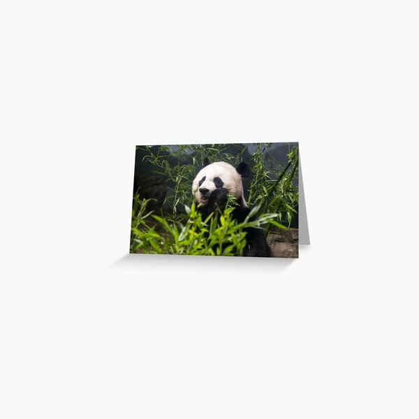 Cute Panda Munching on Bamboo Greeting Card