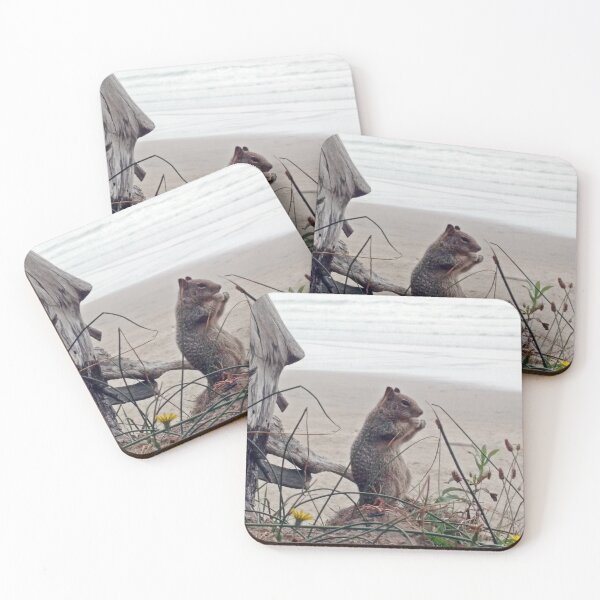 Item preview, Beachside Squirrel: A Coastal Encounter designed and sold by PhotogalTravels.