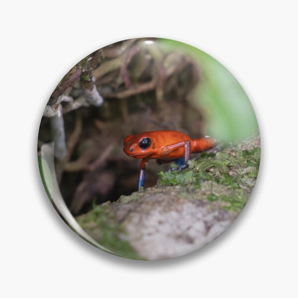 Item preview, Strawberry Poison Dart Frog – Tiny Red and Blue Wild Frog on Mossy Log in Rainforest designed and sold by WildFrameNature.