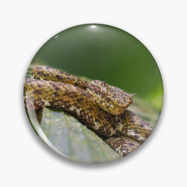 Item preview, Eyelash Palm Pit Viper – Wild Venomous Snake Coiled on Branch in Tropical Rainforest designed and sold by WildFrameNature.