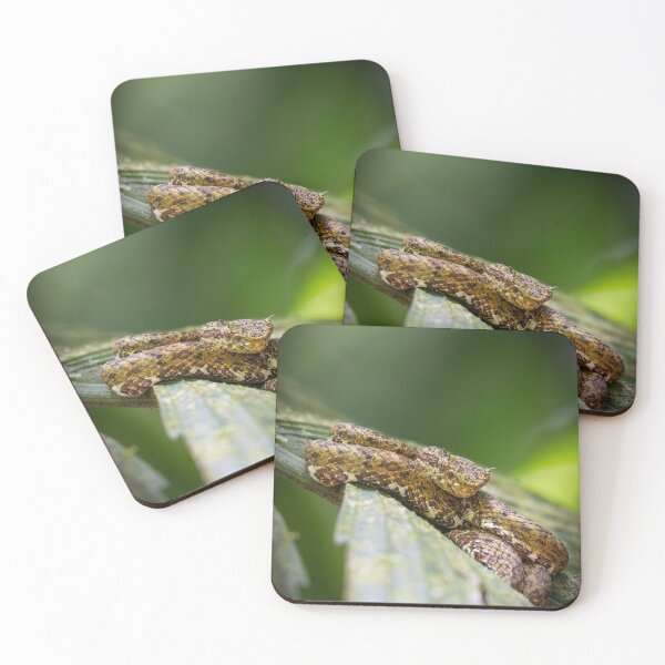 Item preview, Eyelash Palm Pit Viper – Wild Venomous Snake Coiled on Branch in Tropical Rainforest designed and sold by WildFrameNature.