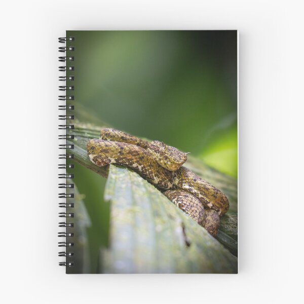 Item preview, Eyelash Palm Pit Viper – Wild Venomous Snake Coiled on Branch in Tropical Rainforest designed and sold by WildFrameNature.