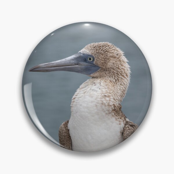 Item preview, Blue-Footed Booby Portrait – Iconic Wild Seabird Standing on Rock in Galápagos Islands designed and sold by WildFrameNature.