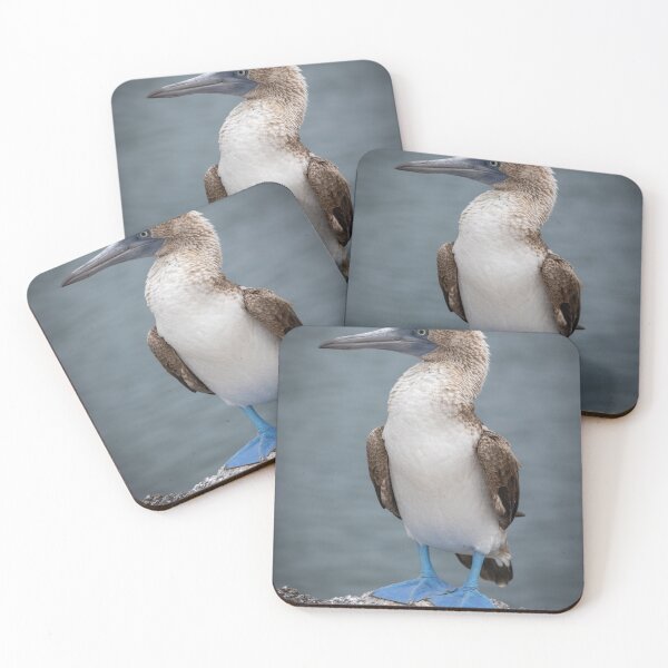 Item preview, Blue-Footed Booby Portrait – Iconic Wild Seabird Standing on Rock in Galápagos Islands designed and sold by WildFrameNature.
