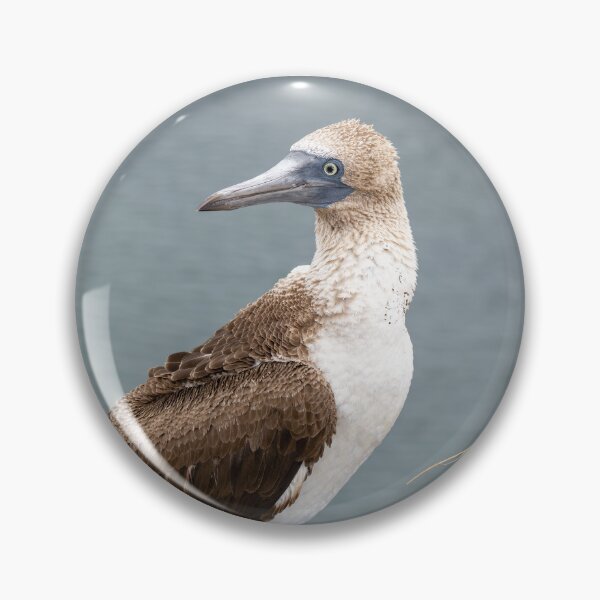 Item preview, Blue-Footed Booby Side Profile – Wild Galápagos Seabird on Coastal Rock with Ocean Background designed and sold by WildFrameNature.