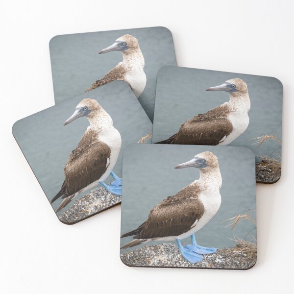 Item preview, Blue-Footed Booby Side Profile – Wild Galápagos Seabird on Coastal Rock with Ocean Background designed and sold by WildFrameNature.
