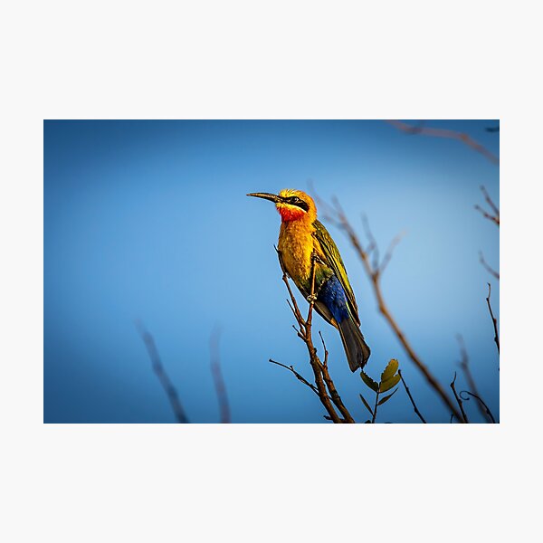 Item preview, White-fronted Bee-eater - Golden Hour Fire and Blue Sky Photography, Kruger National Park designed and sold by Johnathan Robinson Photography.