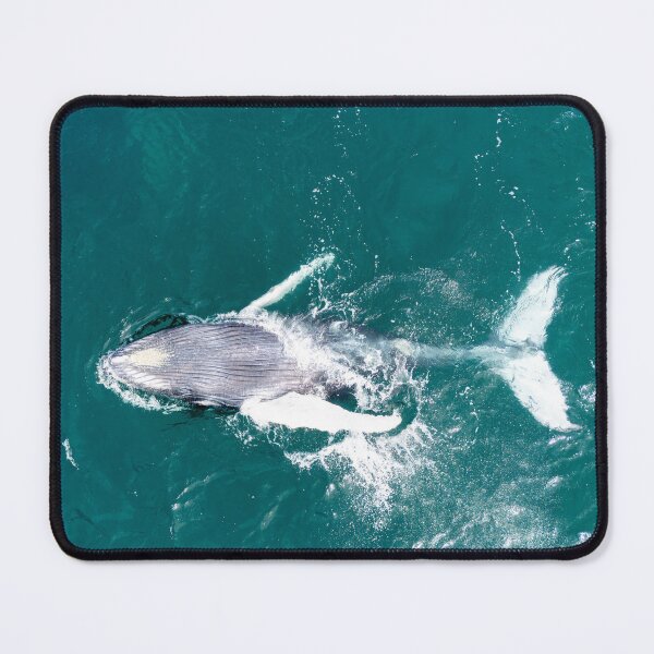 Item preview, Humpback Whale Aerial View – Drone Photography of Wild Whale Swimming in Turquoise Ocean designed and sold by WildFrameNature.