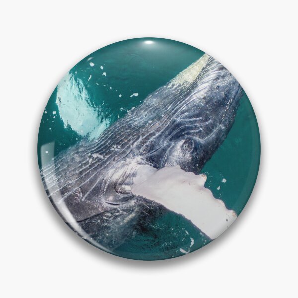 Item preview, Humpback Whale Close-Up Aerial – Drone Portrait of Wild Whale Head and Pectoral Fin in Turquoise Sea designed and sold by WildFrameNature.