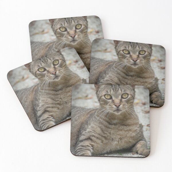 Item preview, Tabby Street Cat Portrait – Wild Stray Cat with Striking Yellow Eyes Resting Outdoors designed and sold by WildFrameNature.