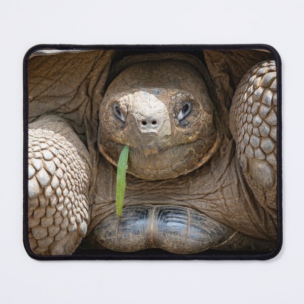 Item preview, Galápagos Giant Tortoise Close-Up – Ancient Tortoise Eating Grass in Extreme Detail Portrait designed and sold by WildFrameNature.