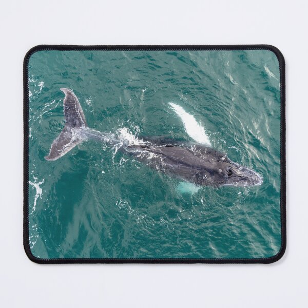 Item preview, Humpback Whale Calf Aerial – Drone View of Baby Whale Swimming at Ocean Surface designed and sold by WildFrameNature.