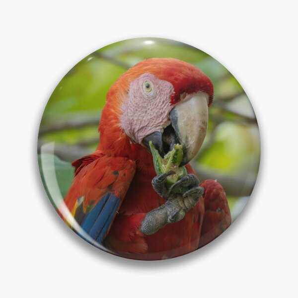 Item preview, Scarlet Macaw Eating in Tropical Jungle – Vibrant Red Parrot Wildlife Photography designed and sold by WildFrameNature.