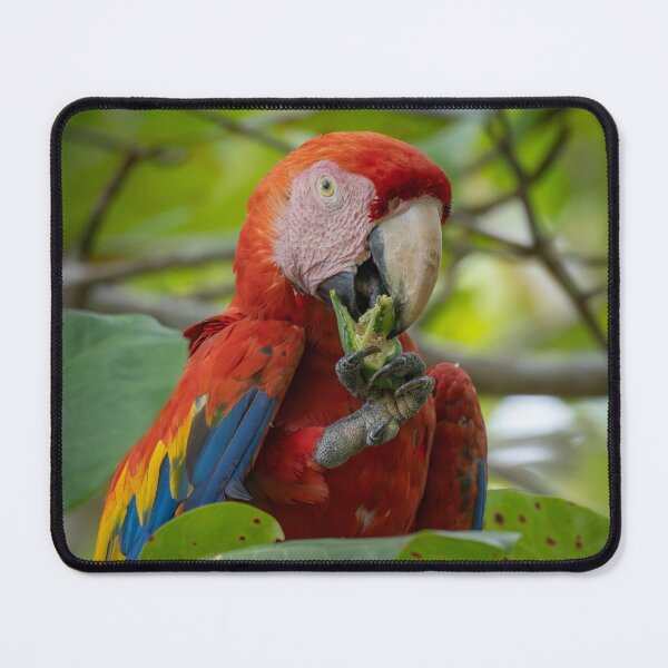 Item preview, Scarlet Macaw Eating in Tropical Jungle – Vibrant Red Parrot Wildlife Photography designed and sold by WildFrameNature.