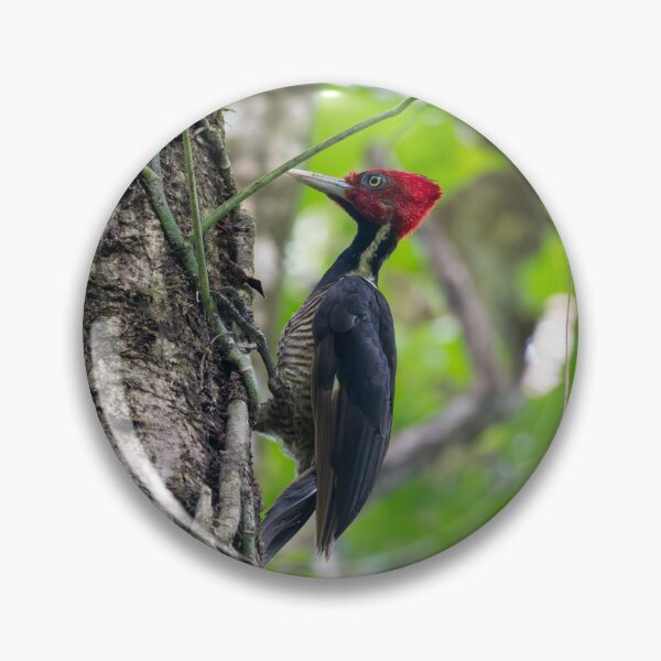 Item preview, Crimson Crested Woodpecker on Tree – Tropical Rainforest Bird Wildlife Photography designed and sold by WildFrameNature.