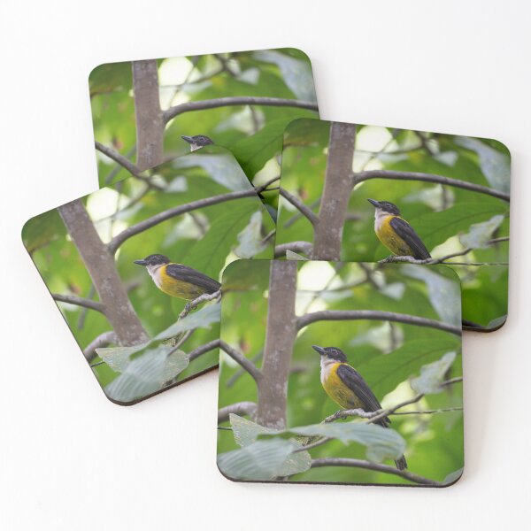 Item preview, Social Flycatcher in Tropical Rainforest – Yellow Jungle Bird Wildlife Photography designed and sold by WildFrameNature.