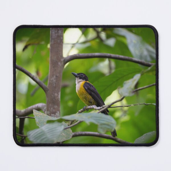 Item preview, Social Flycatcher in Tropical Rainforest – Yellow Jungle Bird Wildlife Photography designed and sold by WildFrameNature.