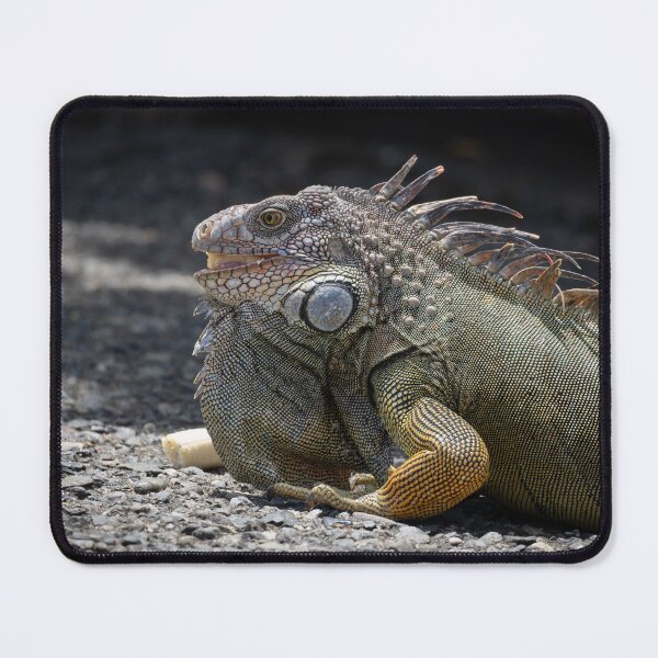 Item preview, Green Iguana Lizard Close-Up – Tropical Reptile Wildlife Photography designed and sold by WildFrameNature.