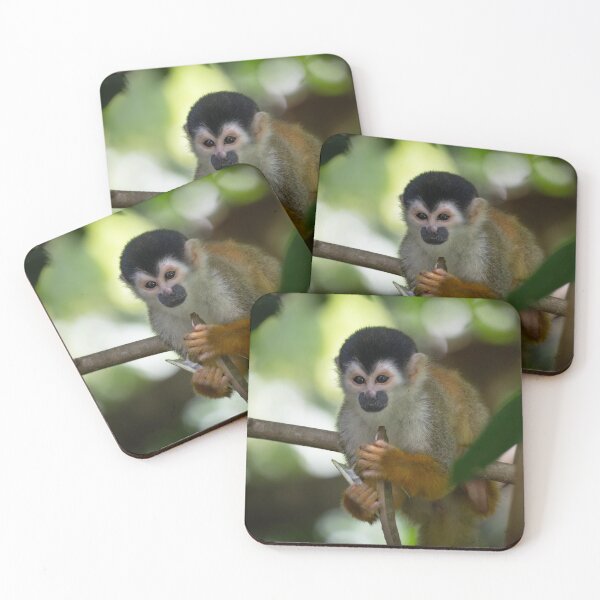 Aperçu de l'œuvre Adorable singe-écureuil dans la forêt tropicale – Photographie de singes sauvages tropicaux créée et vendue par WildFrameNature.