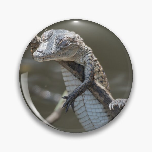 Item preview, Baby Caiman Resting on Branch – Tropical Crocodile Wildlife Photography designed and sold by WildFrameNature.