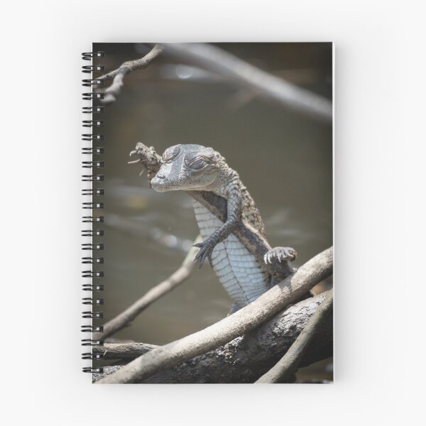 Item preview, Baby Caiman Resting on Branch – Tropical Crocodile Wildlife Photography designed and sold by WildFrameNature.