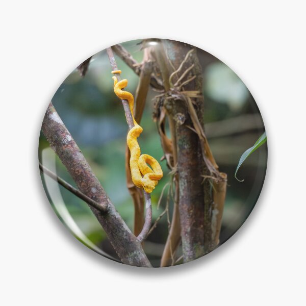 Item preview, Golden Eyelash Viper in Rainforest – Yellow Pit Viper Wildlife Photography designed and sold by WildFrameNature.