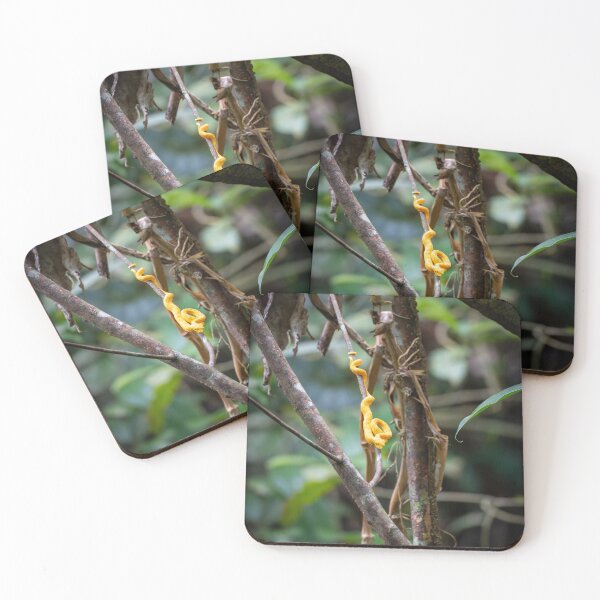 Item preview, Golden Eyelash Viper in Rainforest – Yellow Pit Viper Wildlife Photography designed and sold by WildFrameNature.