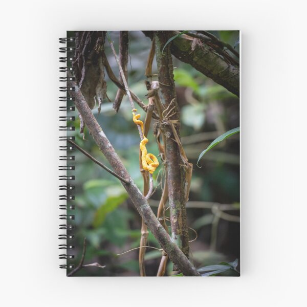 Item preview, Golden Eyelash Viper in Rainforest – Yellow Pit Viper Wildlife Photography designed and sold by WildFrameNature.