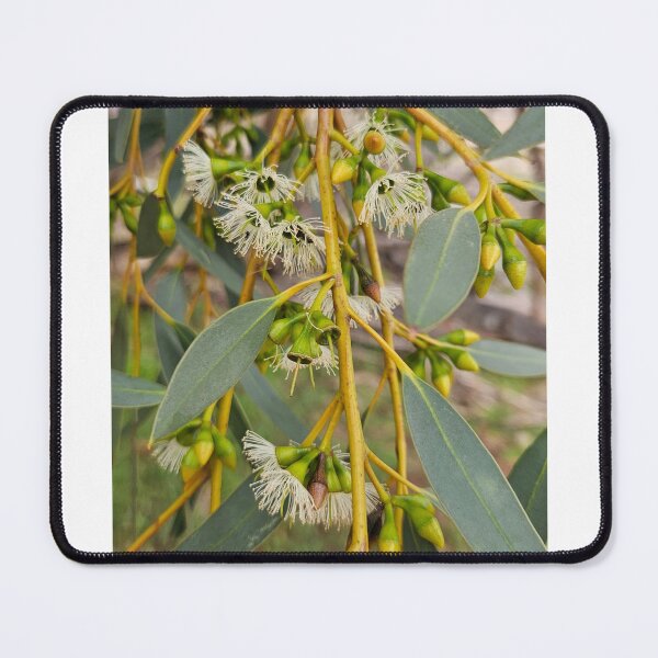 Item preview, Eucalypt Blossom Autumn 2026 designed and sold by Danni's Delights.