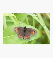 Scotch Argus Photographic Print