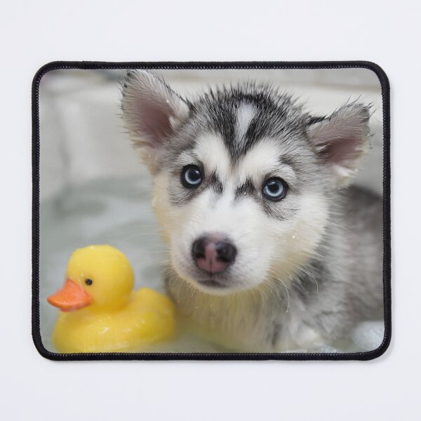 Item preview, Husky in bath designed and sold by ArtfulPlay.