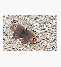 Scotch Argus Photographic Print
