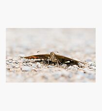 Scotch Argus Photographic Print
