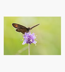 Scotch Argus Photographic Print