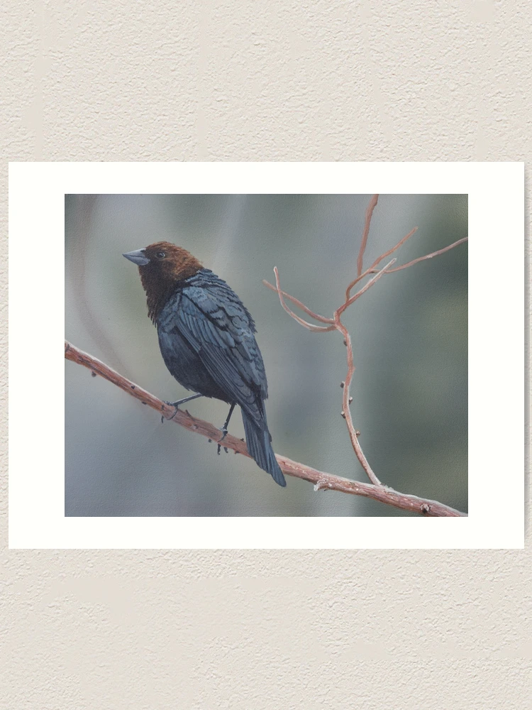 Brown-headed Cowbird