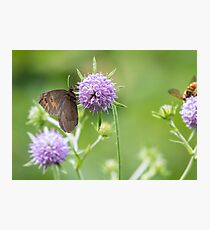 Scotch Argus Photographic Print