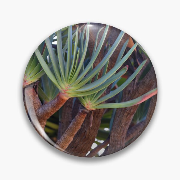 Item preview, Madeira island, Aloe plicatilis, the fan-aloe, Portugal, Original Photography designed and sold by studio838.