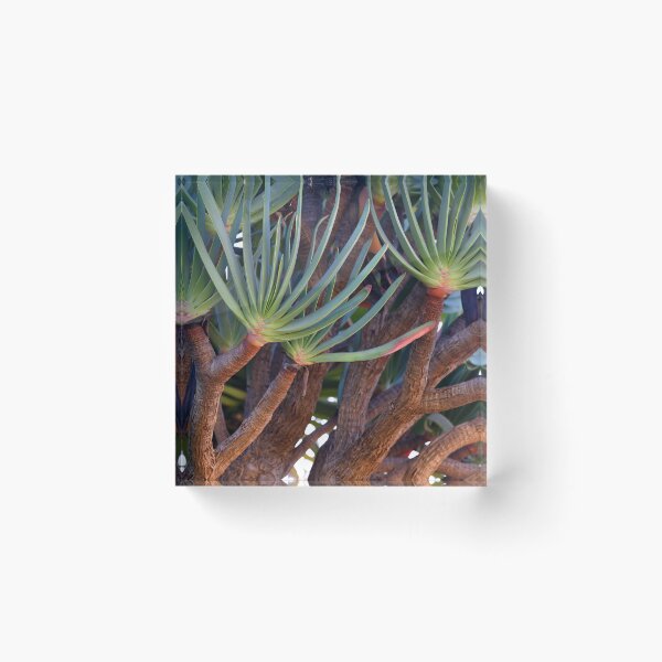 Item preview, Madeira island, Aloe plicatilis, the fan-aloe, Portugal, Original Photography designed and sold by studio838.