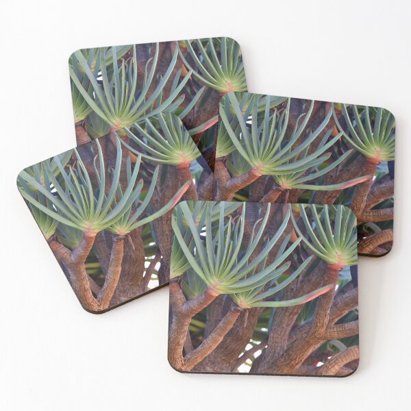 Item preview, Madeira island, Aloe plicatilis, the fan-aloe, Portugal, Original Photography designed and sold by studio838.