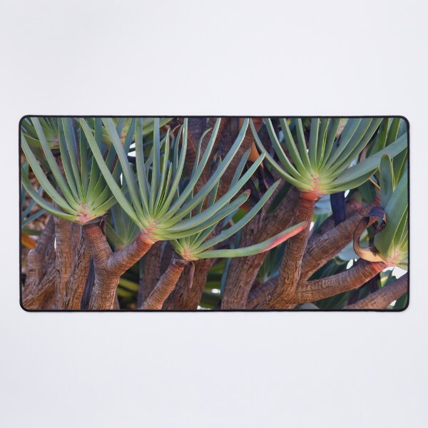 Item preview, Madeira island, Aloe plicatilis, the fan-aloe, Portugal, Original Photography designed and sold by studio838.