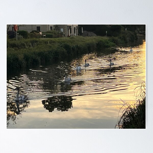 Item preview, Swans on the canal designed and sold by RedArt1979.
