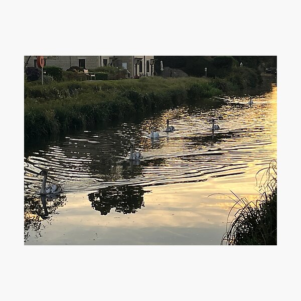 Item preview, Swans on the canal designed and sold by RedArt1979.
