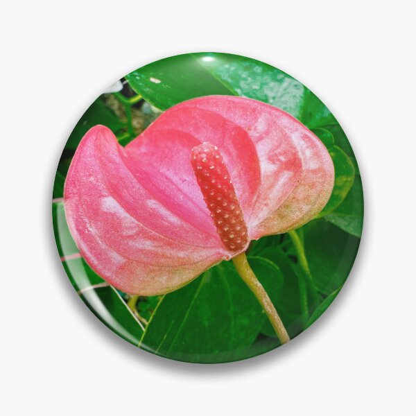 Item preview, Botanical Garden Orchid Exhibit designed and sold by AuntieSugarCo.