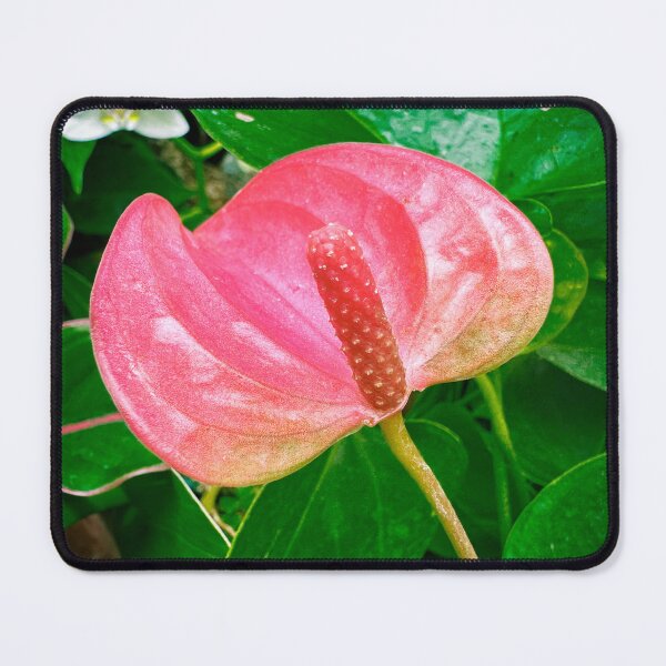 Item preview, Botanical Garden Orchid Exhibit designed and sold by AuntieSugarCo.