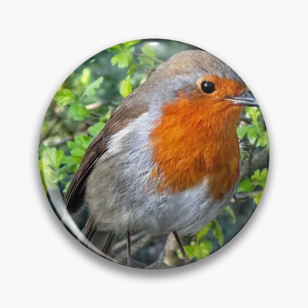 Item preview, Robin redbreast designed and sold by Tizz07.
