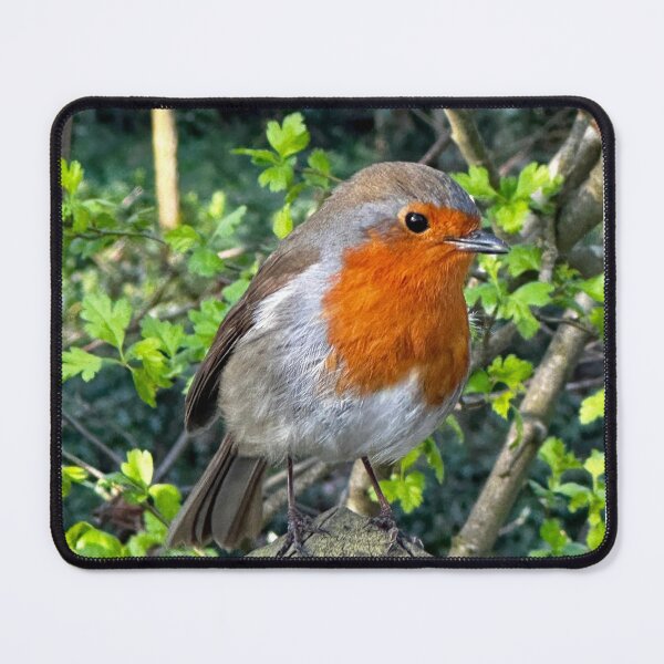 Item preview, Robin redbreast designed and sold by Tizz07.