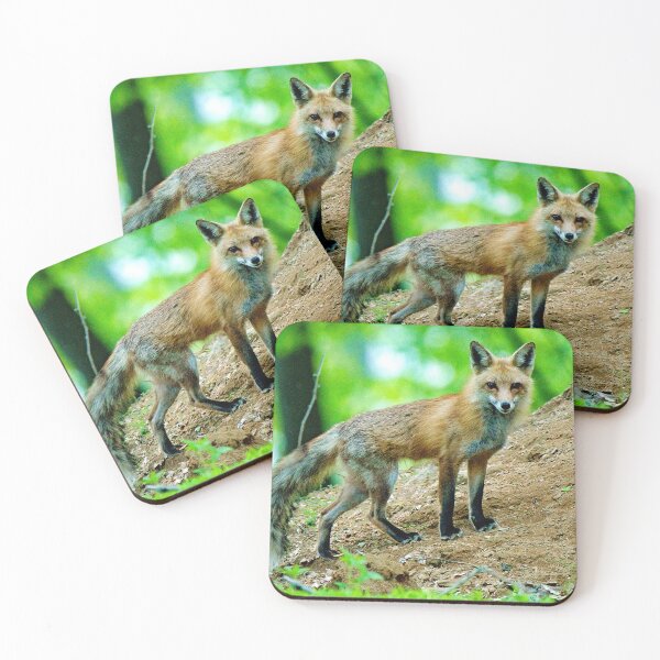 Item preview, Red Fox Stare Out from Sloping Forest Floor designed and sold by AMacGPhilly.