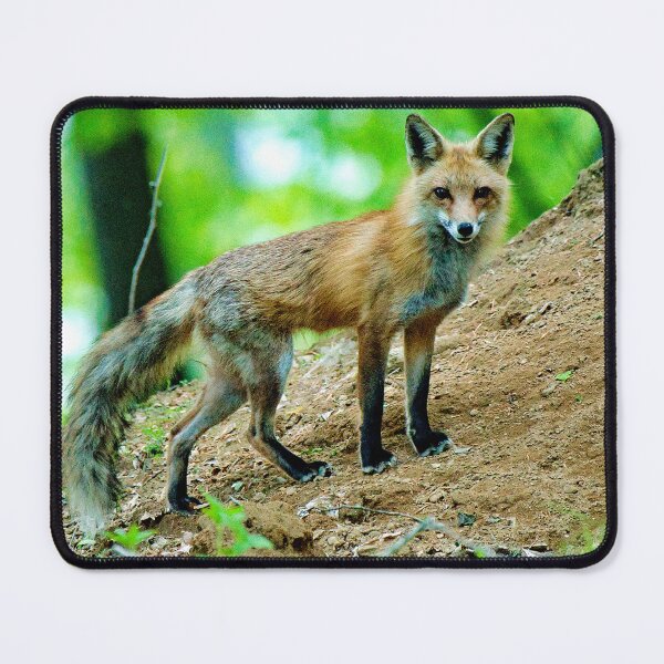 Item preview, Red Fox Stare Out from Sloping Forest Floor designed and sold by AMacGPhilly.