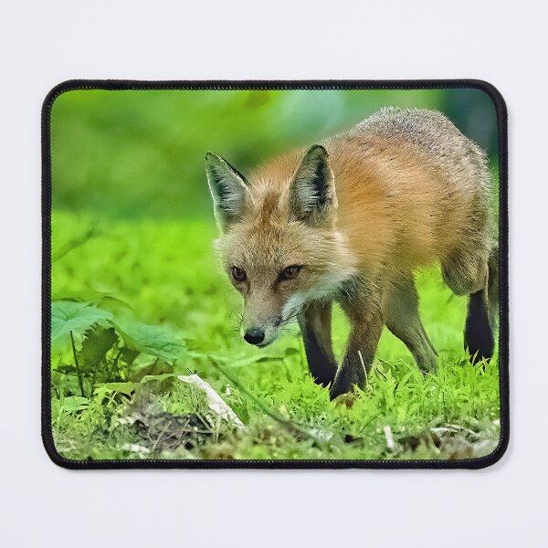 Item preview, Red Fox on the Hunt at a Forest Edge designed and sold by AMacGPhilly.